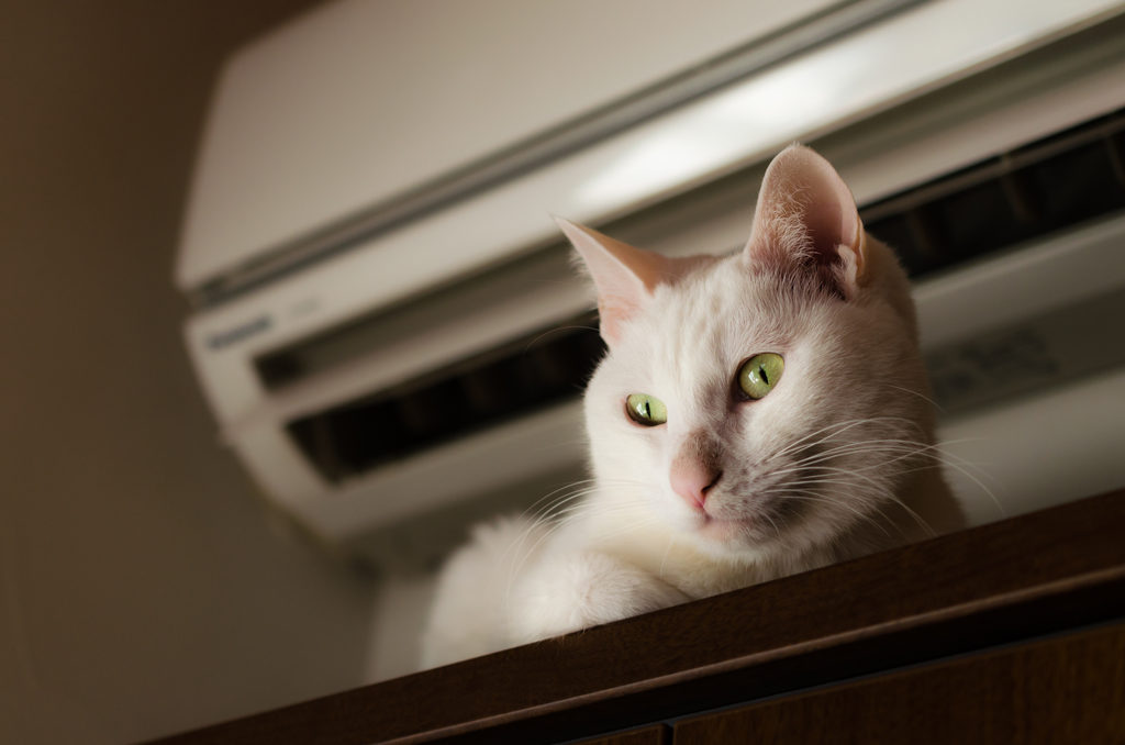 The HVAC Maintenance Tips for Pet Owners in Fort Worth, TX | Heating and AC Repair in Fort Worth, TX