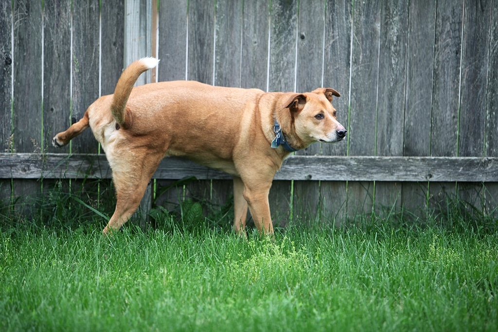 Keeping The Dog from “Visiting” Your Central AC Condenser And Other Tips From Your AC Repair Company | Fort Worth, TX