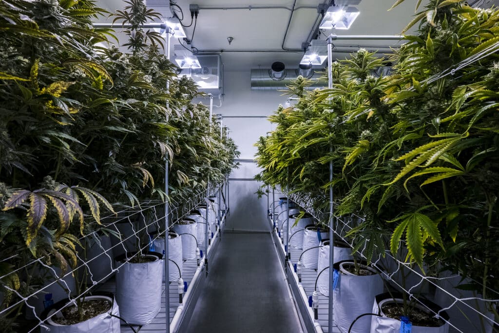 The Role of HVAC in Indoor Agriculture in Urban Dallas
