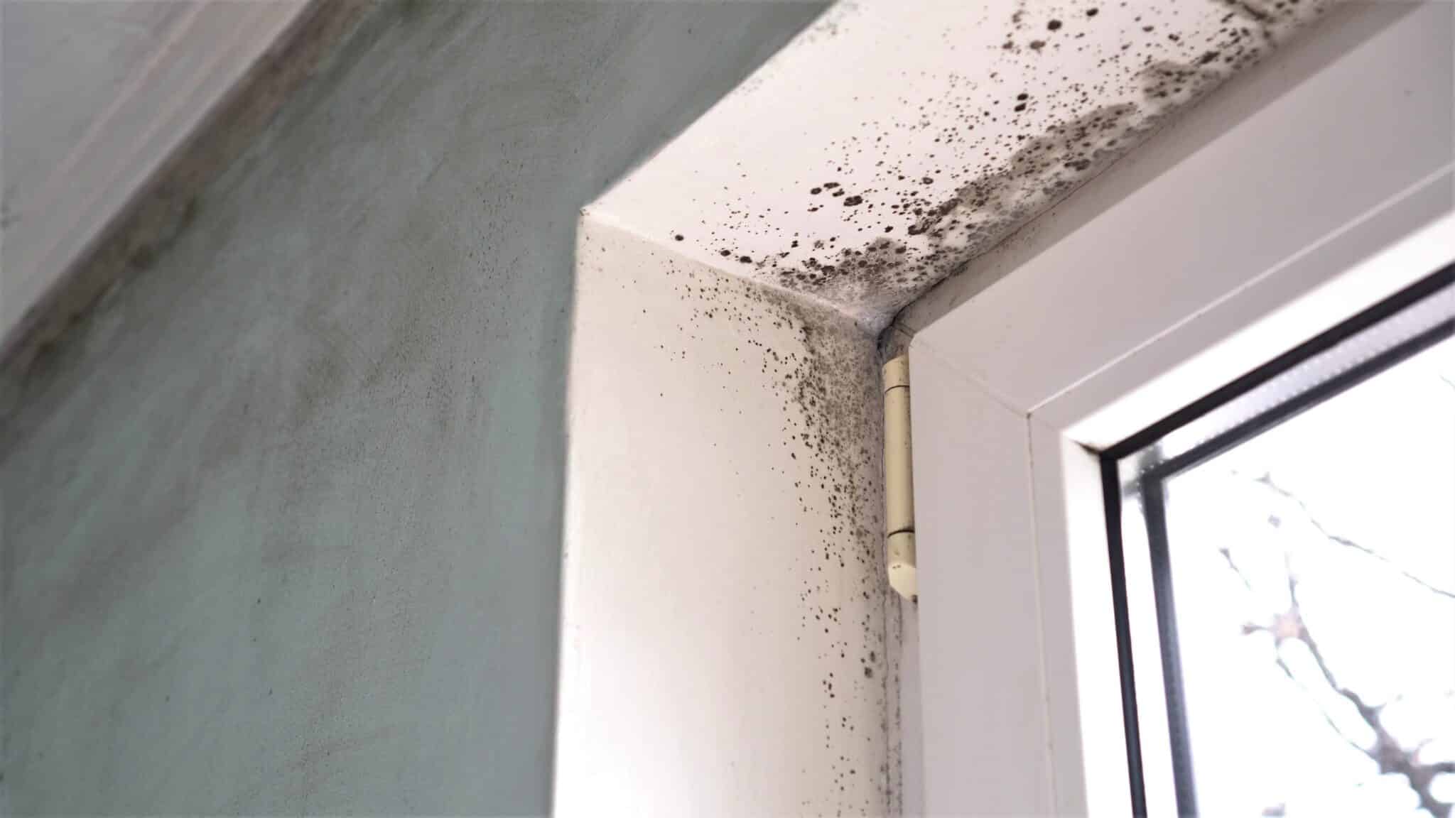 Home HVAC Mold Prevention.